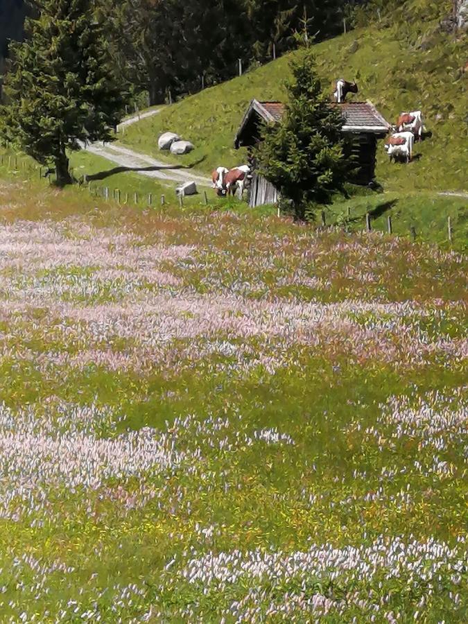 Haus Jessica Incl National Park Sommercard Mittersill Dış mekan fotoğraf